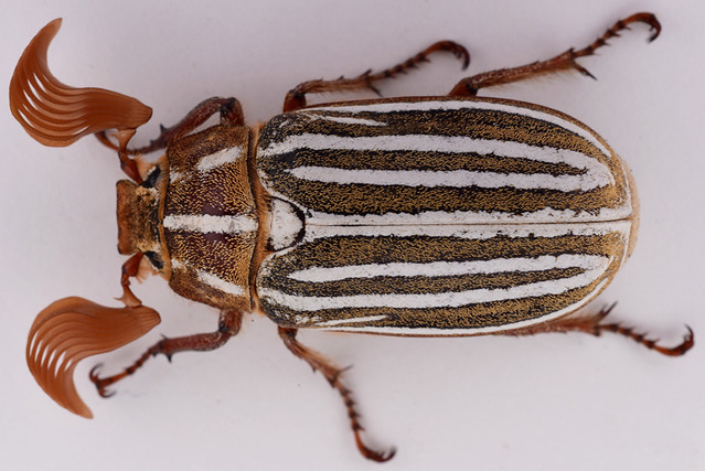 10-lined June beetle